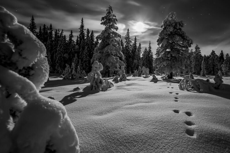 Vinternatt i fjellgranskogen - Image 4